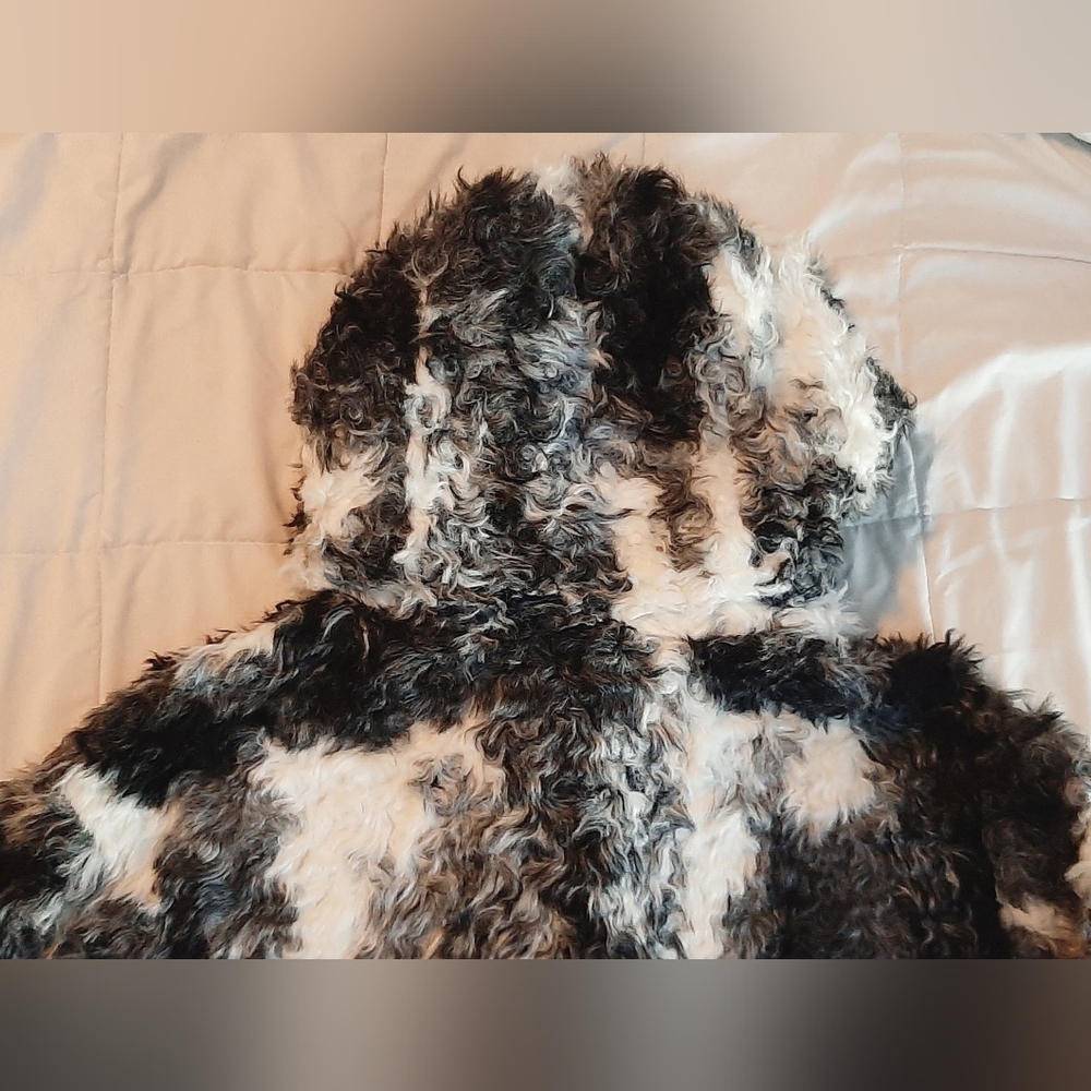 Zara Trf OuterWear Fluffy Faux Fur Patchwork Jacket - Picture 13 of 16